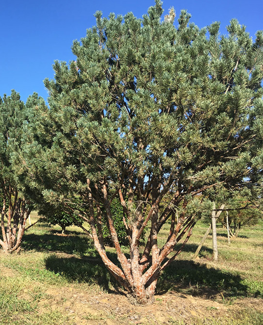 Conifères-Pinus-sylvestris-Watereri